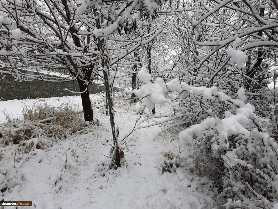چشم انداز زمستان در پردیس شهید چمران 7