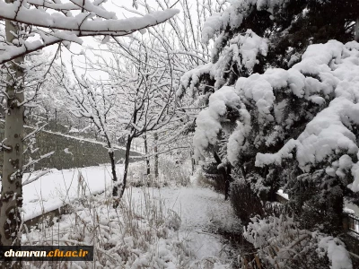چشم انداز زمستان در پردیس شهید چمران