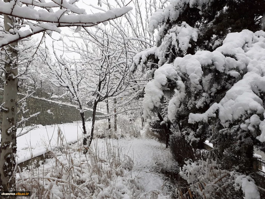 چشم انداز زمستان در پردیس شهید چمران 5