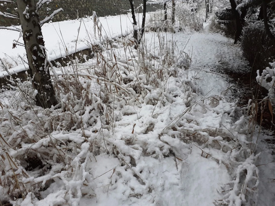 چشم انداز زمستان در پردیس شهید چمران 6
