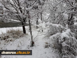 چشم انداز زمستان در پردیس شهید چمران 7