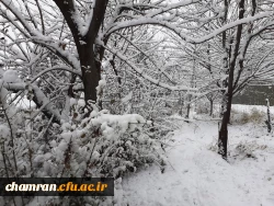 چشم انداز زمستان در پردیس شهید چمران 8