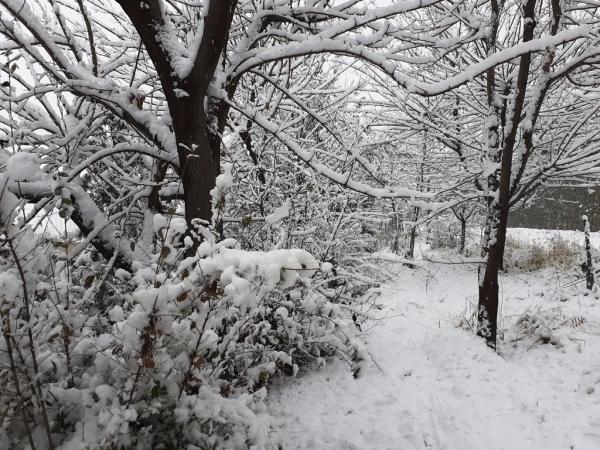 چشم انداز زمستان در پردیس شهید چمران 8