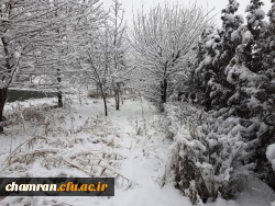 چشم انداز زمستان در پردیس شهید چمران 9