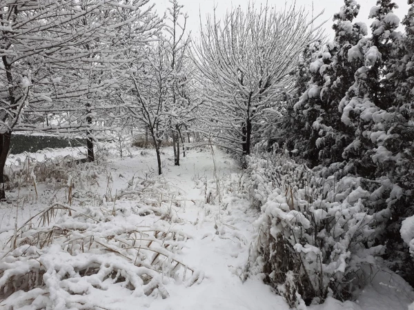 چشم انداز زمستان در پردیس شهید چمران 9