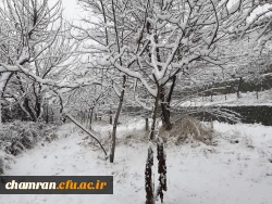 چشم انداز زمستان در پردیس شهید چمران 10