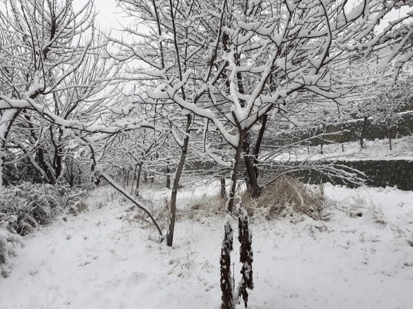 چشم انداز زمستان در پردیس شهید چمران 10