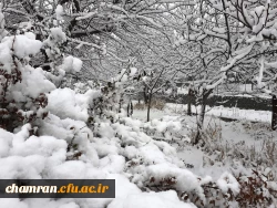 چشم انداز زمستان در پردیس شهید چمران 11