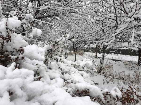 چشم انداز زمستان در پردیس شهید چمران 11
