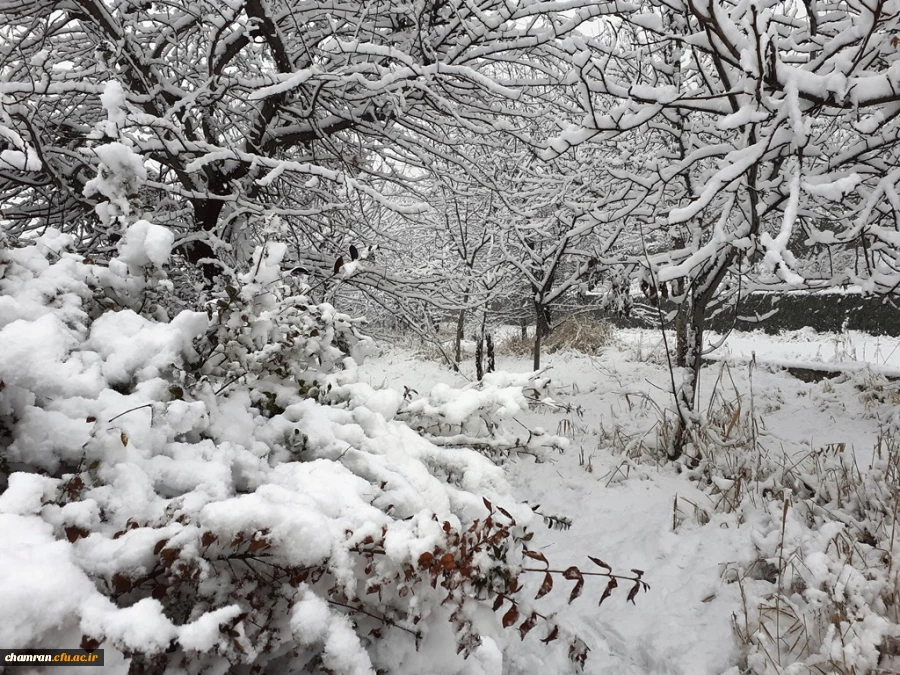 چشم انداز زمستان در پردیس شهید چمران 12