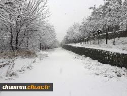 چشم انداز زمستان در پردیس شهید چمران 14