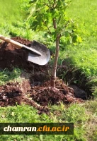 پاسداشت هفته درختکاری 2