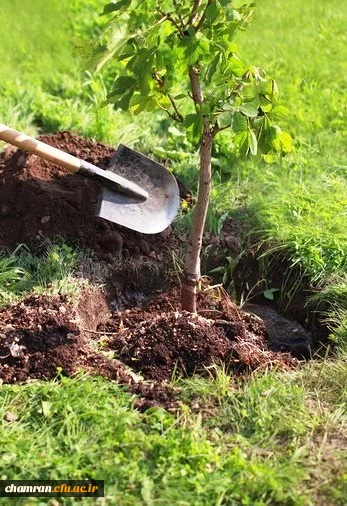 پاسداشت هفته درختکاری 2