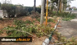 هرس درختان و زیباسازی فضای سبز پردیس شهید چمران 2