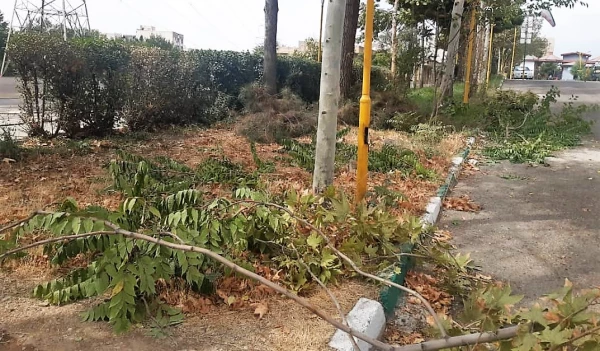 هرس درختان و زیباسازی فضای سبز پردیس شهید چمران 2