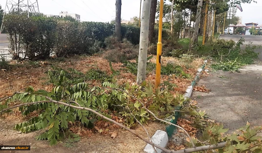 هرس درختان و زیباسازی فضای سبز پردیس شهید چمران 2