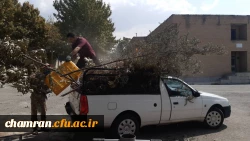 هرس درختان و زیباسازی فضای سبز پردیس شهید چمران 3