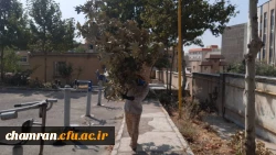 هرس درختان و زیباسازی فضای سبز پردیس شهید چمران 4