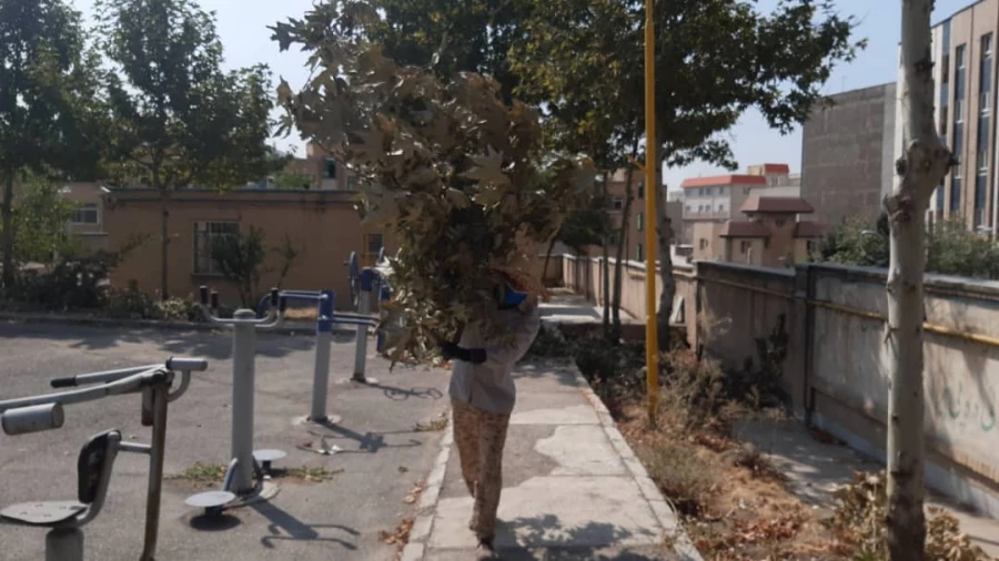 هرس درختان و زیباسازی فضای سبز پردیس شهید چمران 4