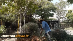 هرس درختان و زیباسازی فضای سبز پردیس شهید چمران 5