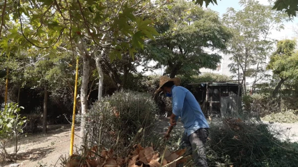 هرس درختان و زیباسازی فضای سبز پردیس شهید چمران 5