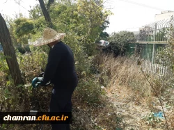 هرس درختان و زیباسازی فضای سبز پردیس شهید چمران 6