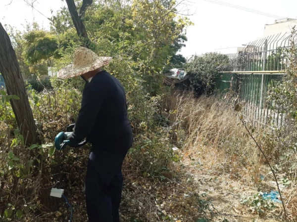 هرس درختان و زیباسازی فضای سبز پردیس شهید چمران 6