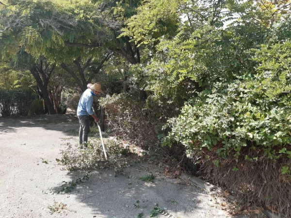 هرس درختان و زیباسازی فضای سبز پردیس شهید چمران 7