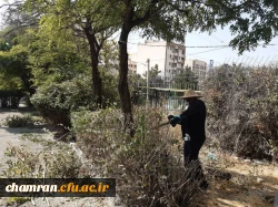 هرس درختان و زیباسازی فضای سبز پردیس شهید چمران 8
