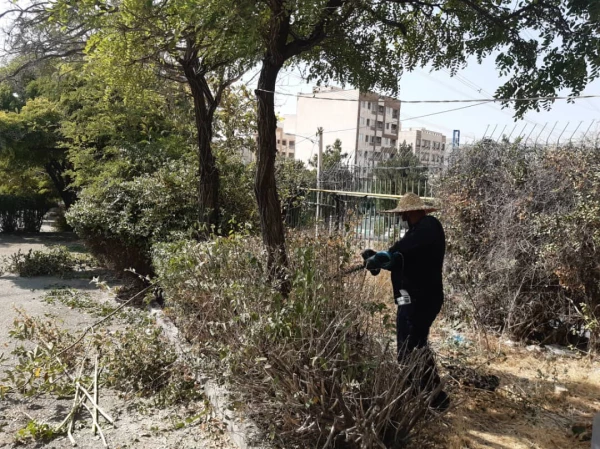 هرس درختان و زیباسازی فضای سبز پردیس شهید چمران 8