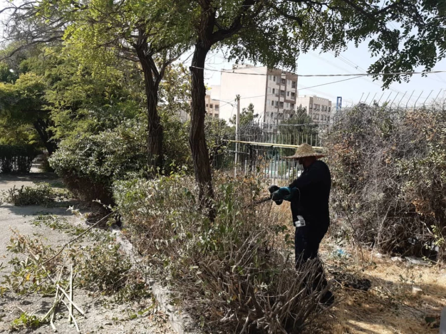 هرس درختان و زیباسازی فضای سبز پردیس شهید چمران 8