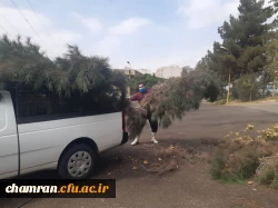 هرس درختان و زیباسازی فضای سبز پردیس شهید چمران 9