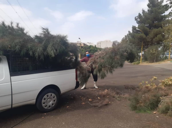 هرس درختان و زیباسازی فضای سبز پردیس شهید چمران 9