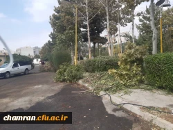 هرس درختان و زیباسازی فضای سبز پردیس شهید چمران 11