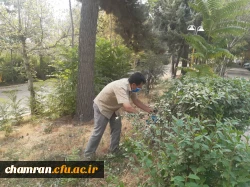هرس درختان و زیباسازی فضای سبز پردیس شهید چمران 12