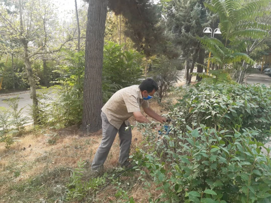 هرس درختان و زیباسازی فضای سبز پردیس شهید چمران 12