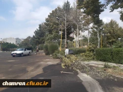 هرس درختان و زیباسازی فضای سبز پردیس شهید چمران 13