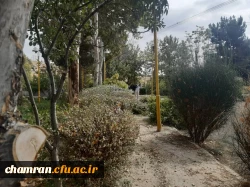 هرس درختان و زیباسازی فضای سبز پردیس شهید چمران 14