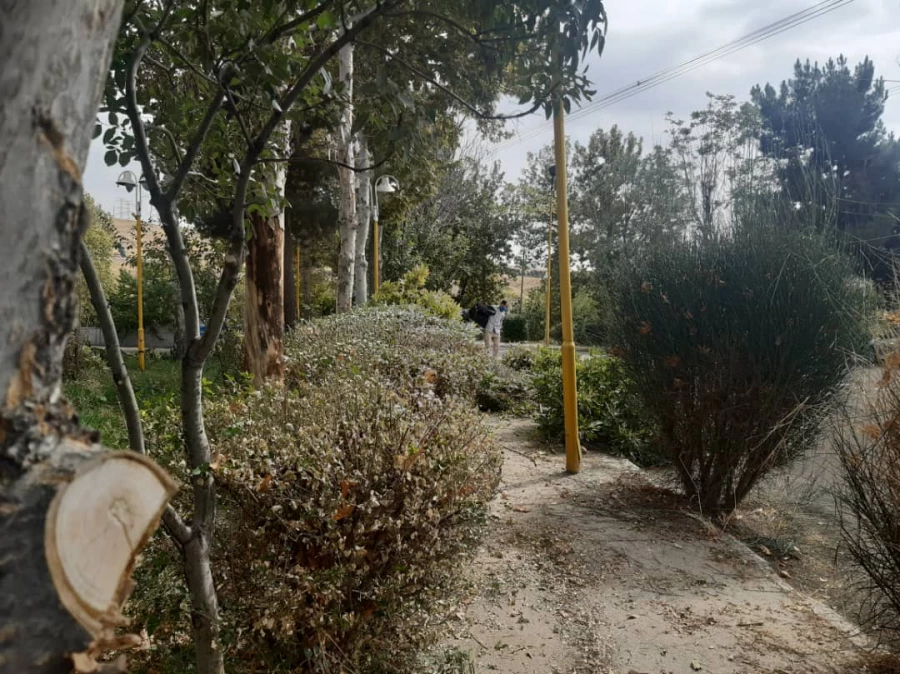 هرس درختان و زیباسازی فضای سبز پردیس شهید چمران 14