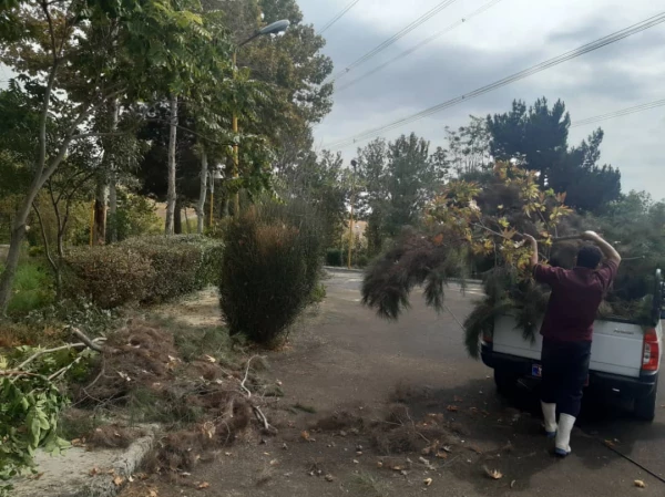 هرس درختان و زیباسازی فضای سبز پردیس شهید چمران 15