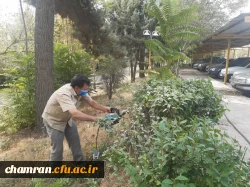 هرس درختان و زیباسازی فضای سبز پردیس شهید چمران 16
