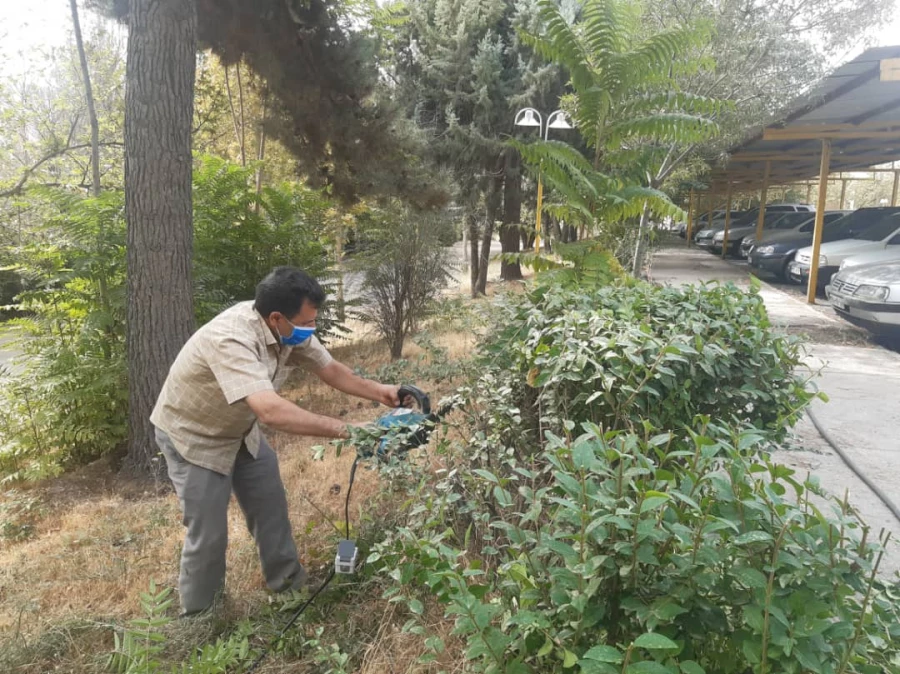 هرس درختان و زیباسازی فضای سبز پردیس شهید چمران 16