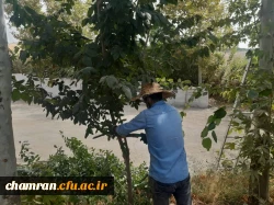 هرس درختان و زیباسازی فضای سبز پردیس شهید چمران 17
