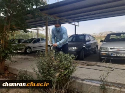 هرس درختان و زیباسازی فضای سبز پردیس شهید چمران 18