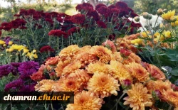 کاشت گل و زیباسازی محوطه پردیس شهید چمران 2