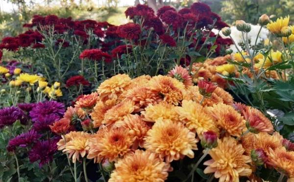 کاشت گل و زیباسازی محوطه پردیس شهید چمران 2