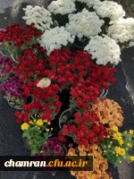 کاشت گل و زیباسازی محوطه پردیس شهید چمران 10