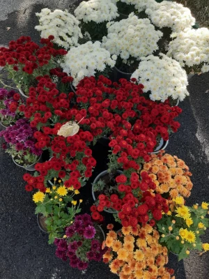 کاشت گل و زیباسازی محوطه پردیس شهید چمران 10