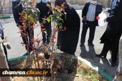 درختکاری در فضای سبز پردیس شهید چمران 4