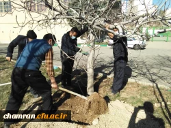 درختکاری در فضای سبز پردیس شهید چمران 8